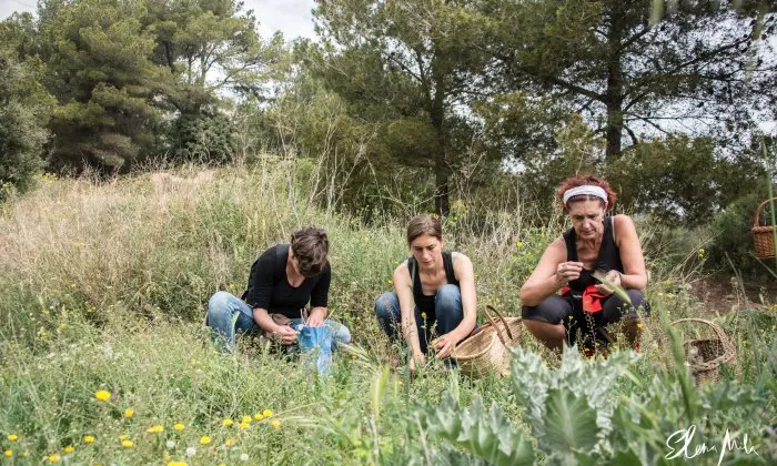 Corremarges organitza sortides i tallers sobre les plantes espontànies comestibles