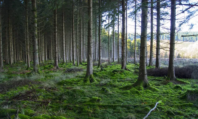 Fotografia d'un bosc