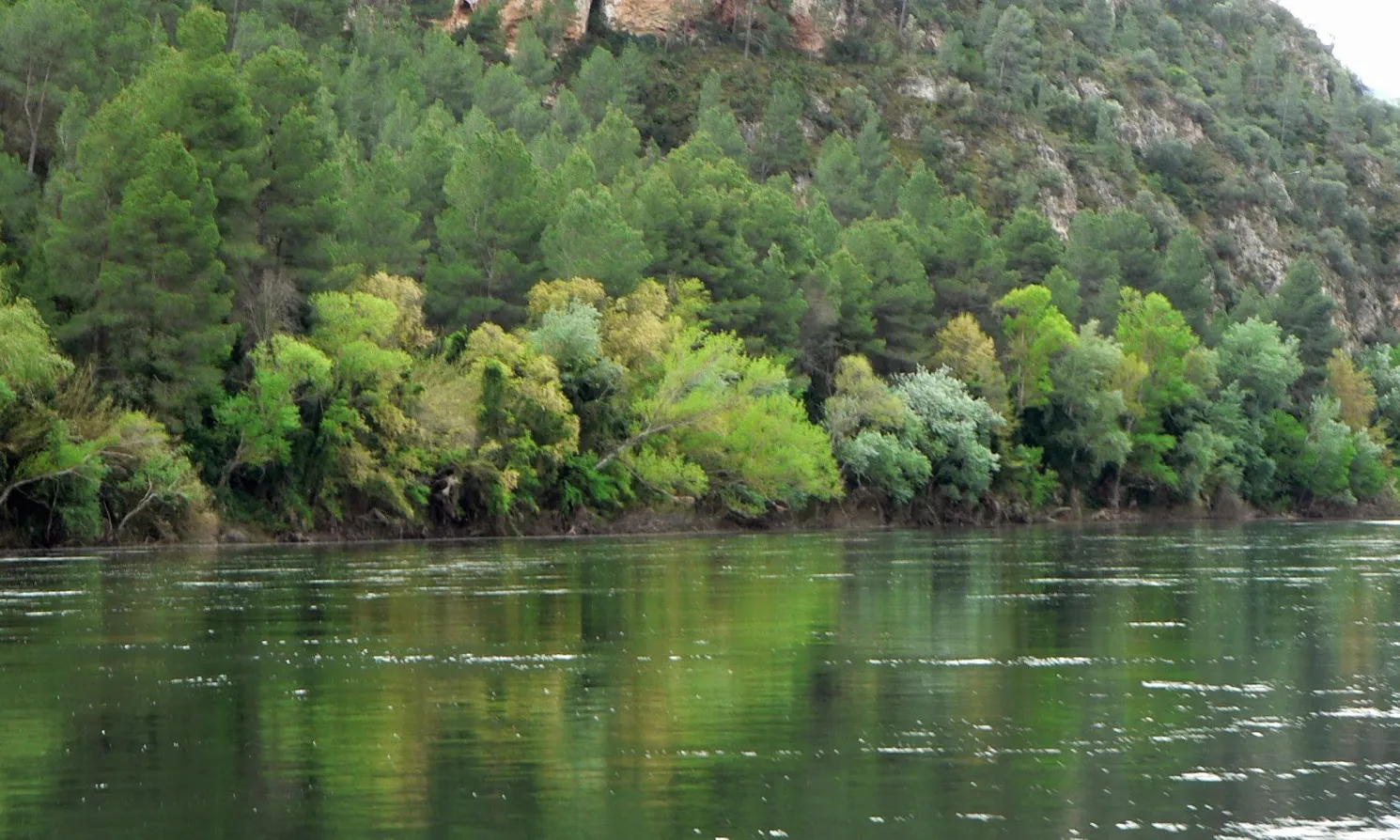 El bosc de ribera és el conjunt de vegetació que es forma al voltant dels rius. Font: Ebreibosc.