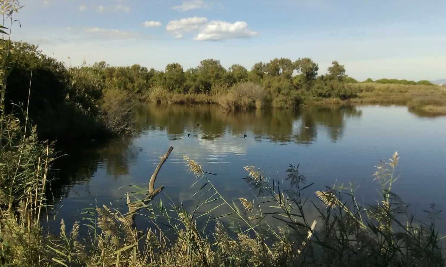 Els tallers es desenvoluparan en espais naturals del delta del riu Llobregat, els estanys de Sils, la riera de Ribes i la desembocadura del riu Foix. Font: Biosfera.