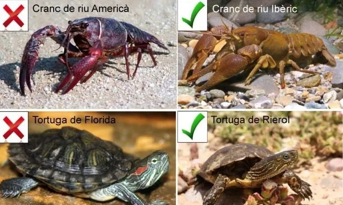 Les espècies exòtiques invasores són la segona causa d’amenaça i extinció d’espècies a nivell mundial. Font: Biosfera.