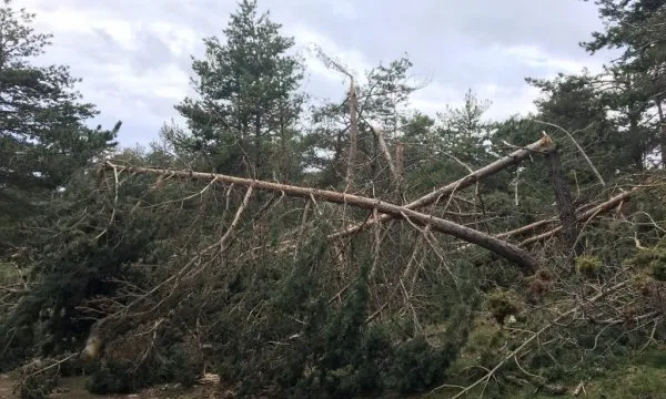 Fotografia de l'estat d'un bosc després d'una nevada