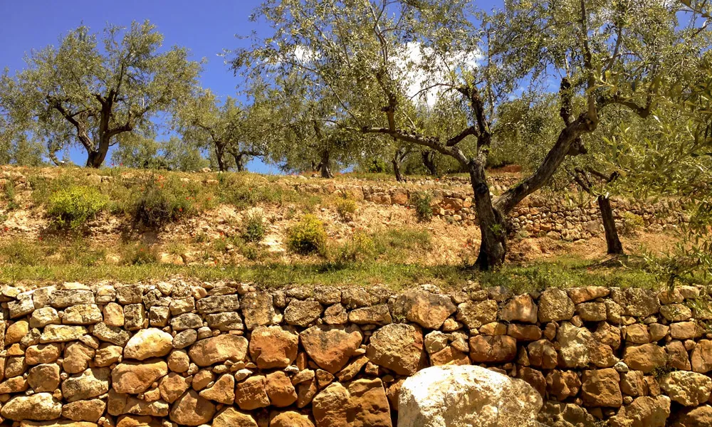 Projecte Olivar de muntanya i biodiversitat de l'Associació Trenca