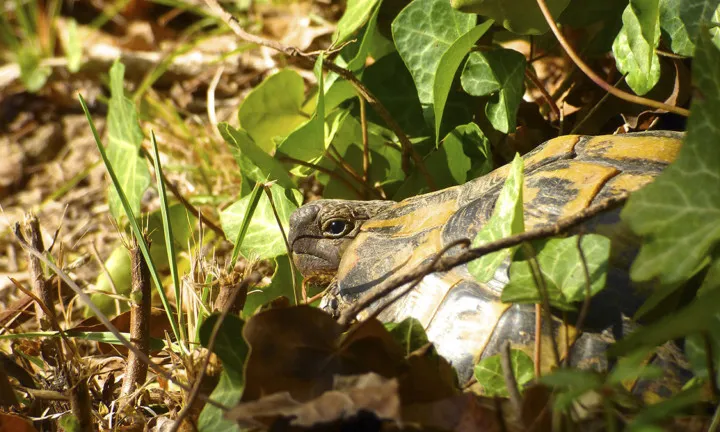 Projecte de reintroducció de la tortuga mediterrània