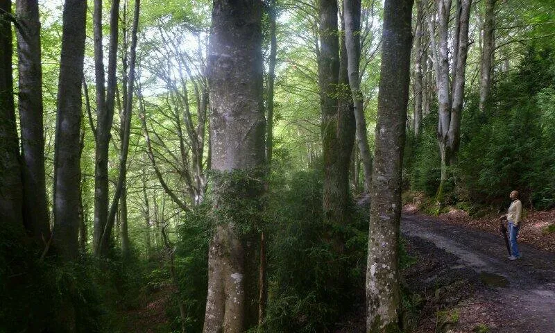La superfície de bosc madur a Catalunya oscil·la entre el 5 i el 10%.