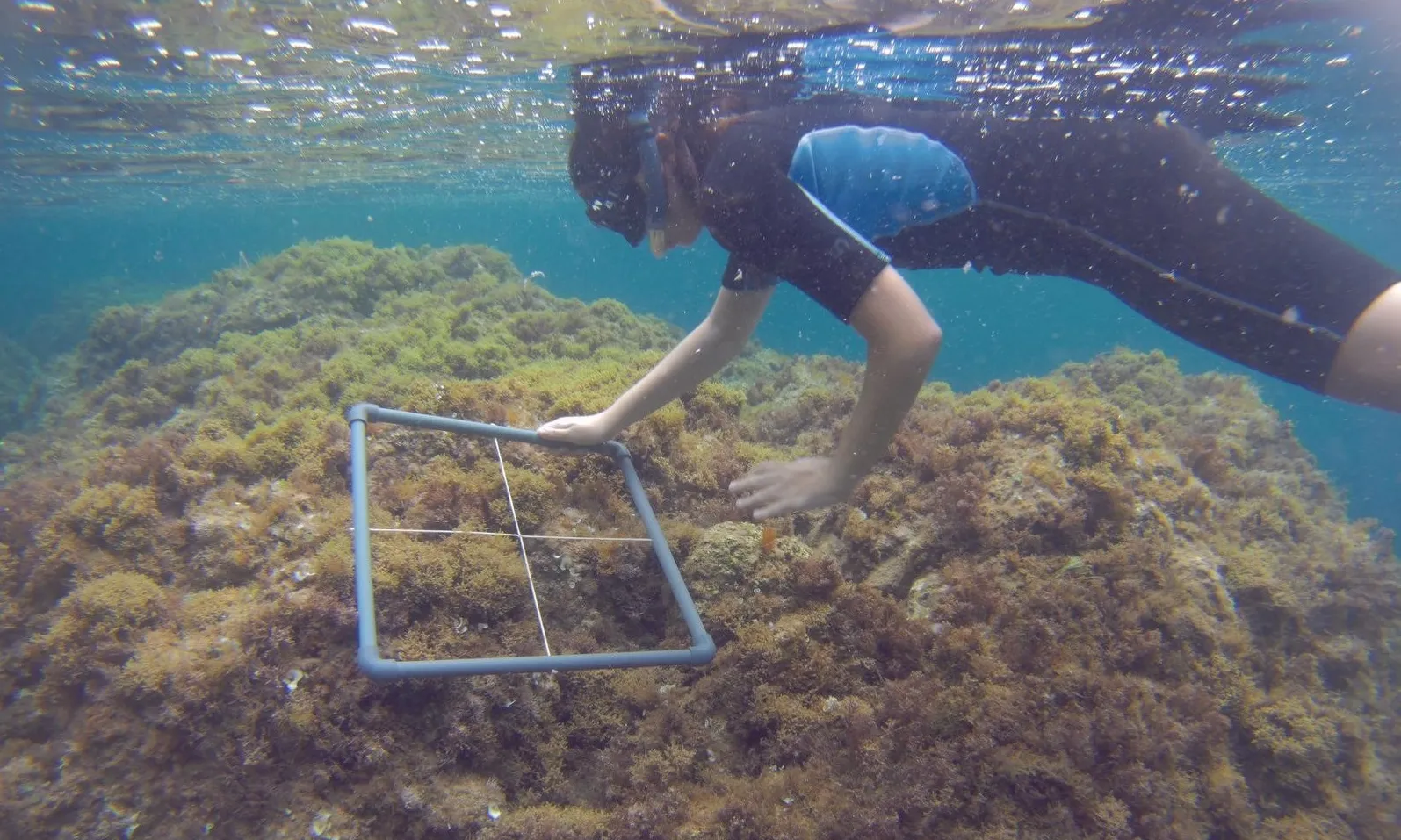 Les estades van dirigides a estudiants de biologia, ciències del mar i ambiental. Font: Xatrac.