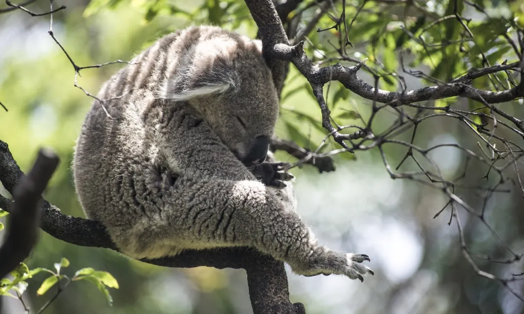 El 80% de les espècies d'Austràlia són endèmiques, algunes de les quals estan en perill d'extinció. Font: Unsplash.