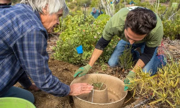 Plantació amb donut biodegradable 'cocoon'