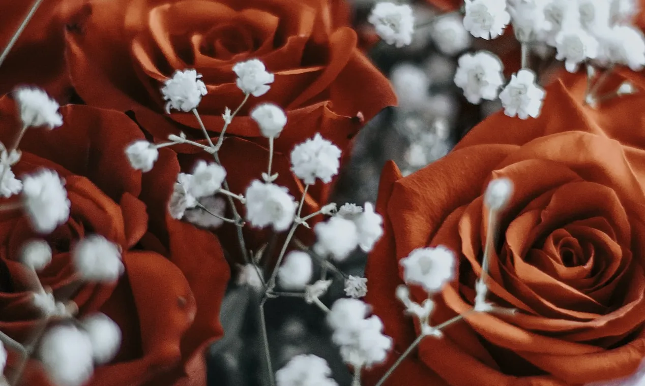 La iniciativa s’encarregarà d’entregar aquestes roses el mateix dia de Sant Jordi als diferents centres sanitaris i als i les particulars. Font: Unsplash.