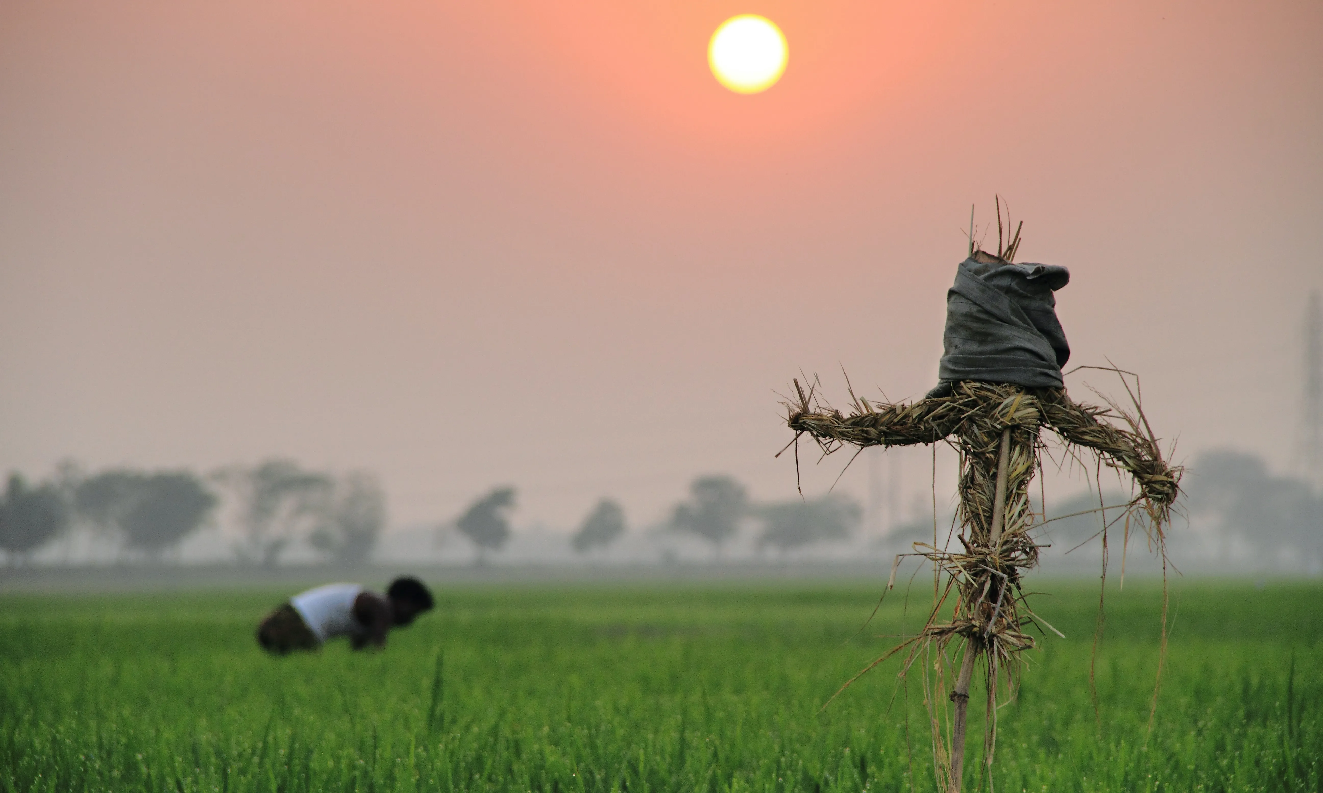 Imatge d'arxiu de cultius a Bangladesh.