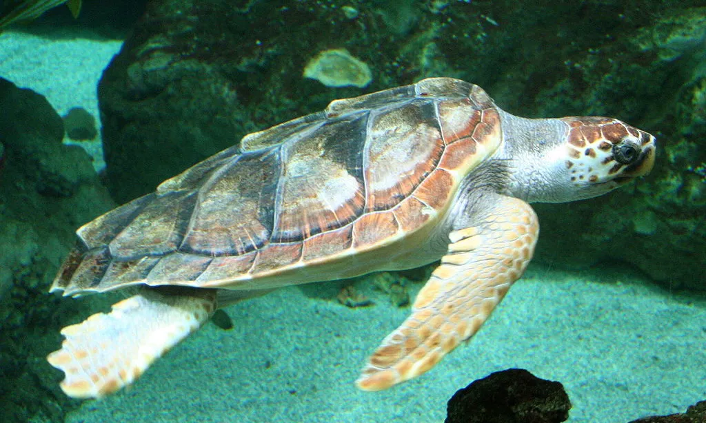 Fotografia d'una tortuga babaua nedant.Imatge de Strobilomyces. Llicència d'ús CC BY-SA 3.0