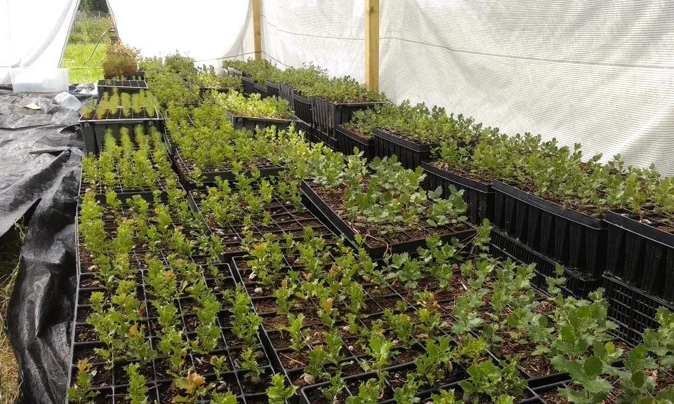 OSMON plantarà més de 2.600 alzines, roures de fulla petita i garrics.