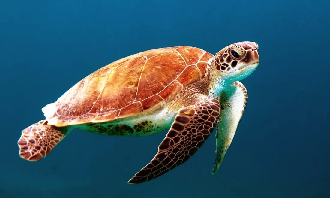 Degut al canvi climàtic, l'espècie Caretta Caretta a hagut de buscar noves zones de nidificació. Font: Unsplash.