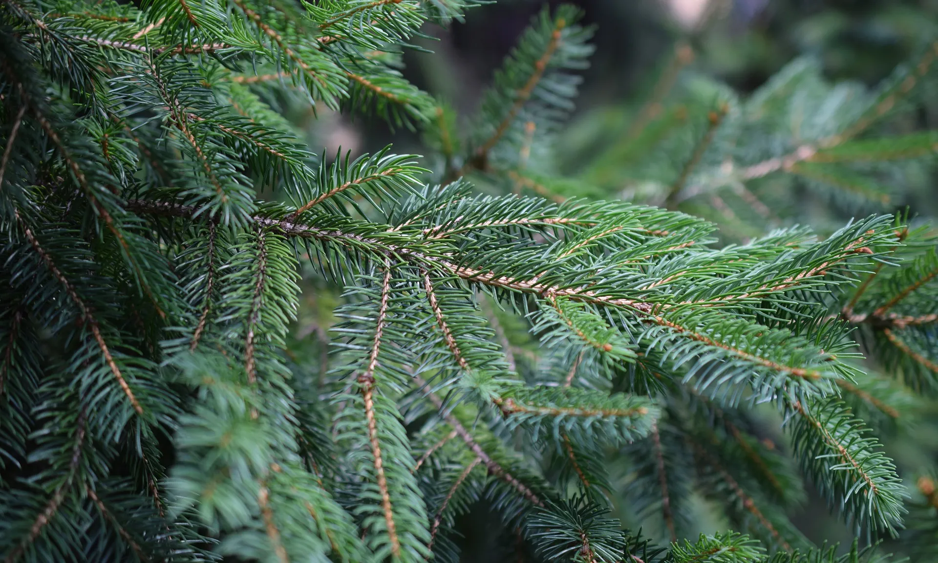 Molts dels municipis demanen deixar l'avet al costat dels contenidors de matèria orgànica.