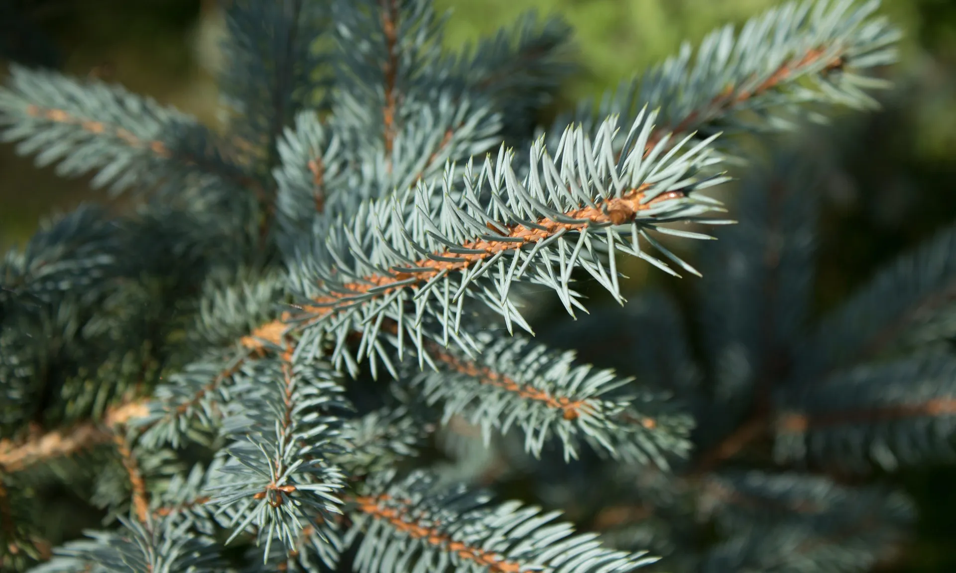 Els avets que no s'han pogut replantar es poden reciclar en els punts de recollida d'arbres de Nadal a diversos municipis.