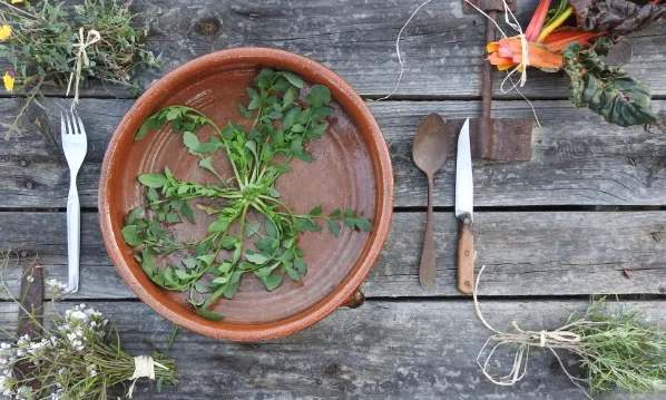 Eixarcolant recupera i posa en valor els usos d'espècies silvestres comestibles i varietats tradicionals agrícoles com a eina de canvi del model agroalimentari.