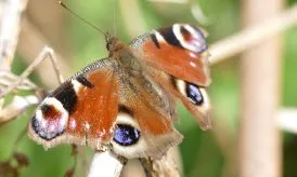 X-Polli: Nation promou la creació i conservació d'hàbitats d'insectes pol·linitzadors per posteriorment fer-ne un seguiment. 