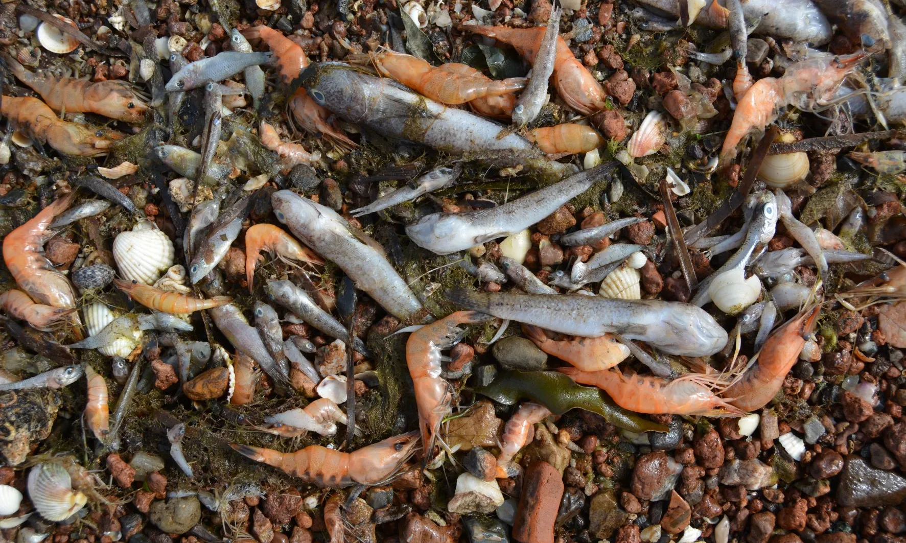 Milers de peixos morts al mar Menor.
