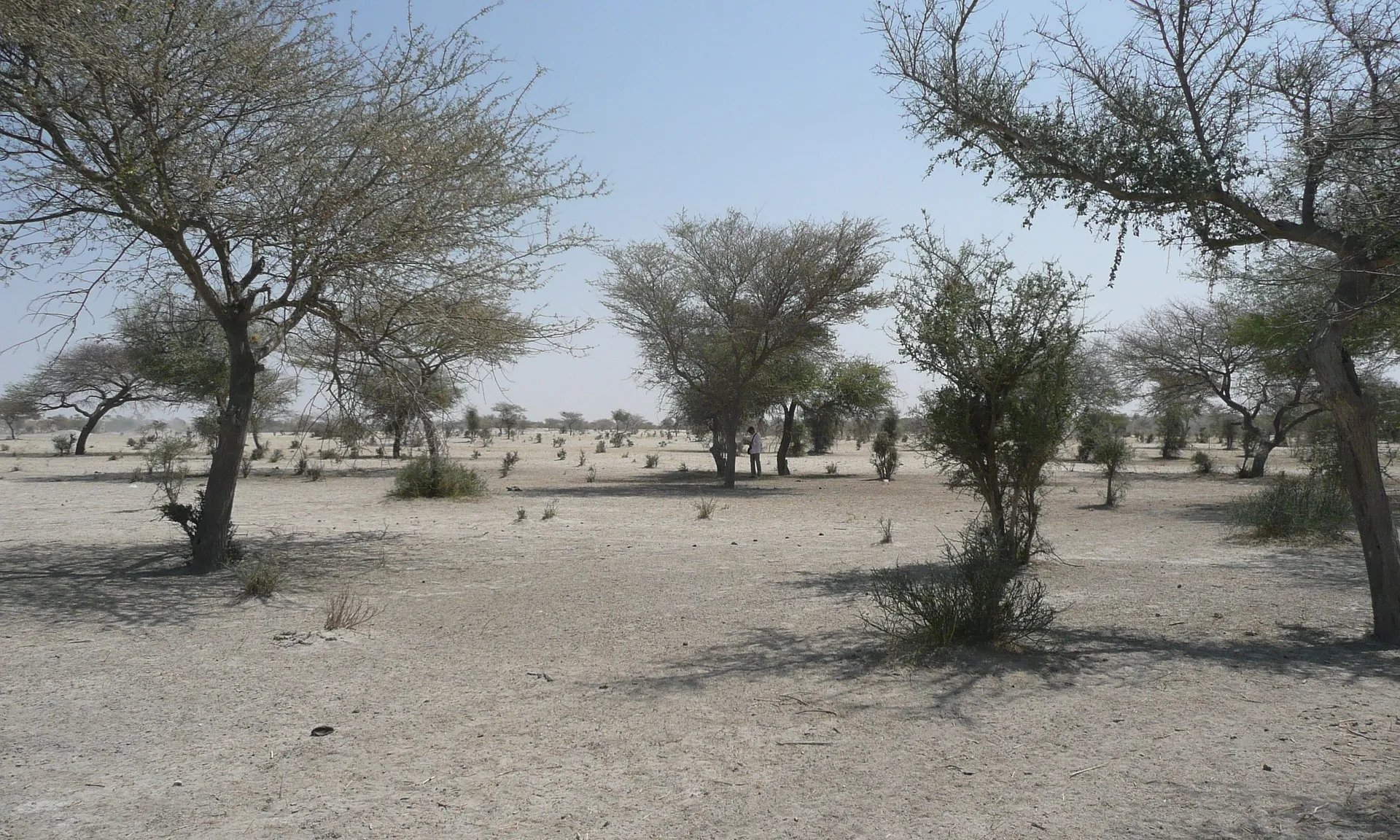 La iniciativa pretén frenar l'avenç de la desertificació al Sàhara amb la creació d'una frontera natural d'arbres.