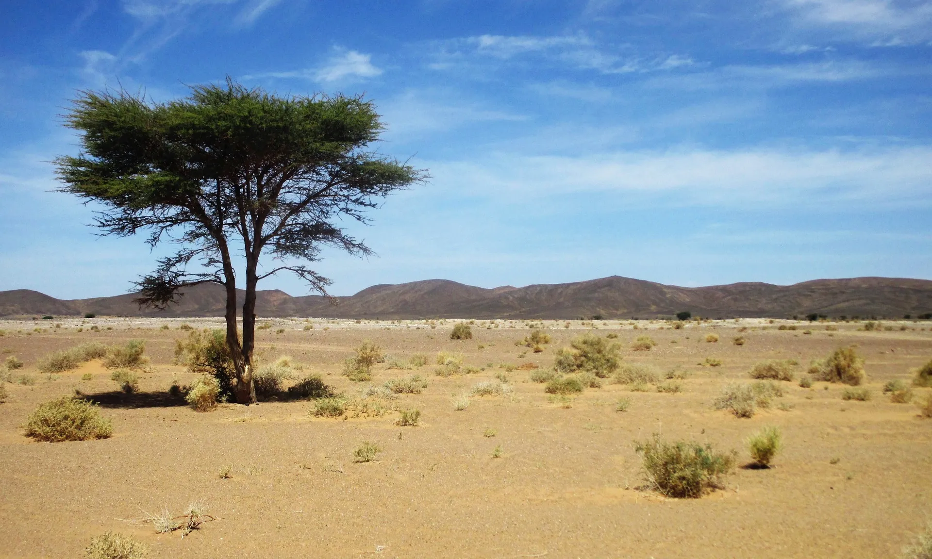 Senegal, Mauritània, Mali, Burkina Faso, Níger, Nigèria, el Txad, Sudan, Etiòpia, Eritrea i Djibouti, són els territoris on actua la Gran Muralla Verda africana.