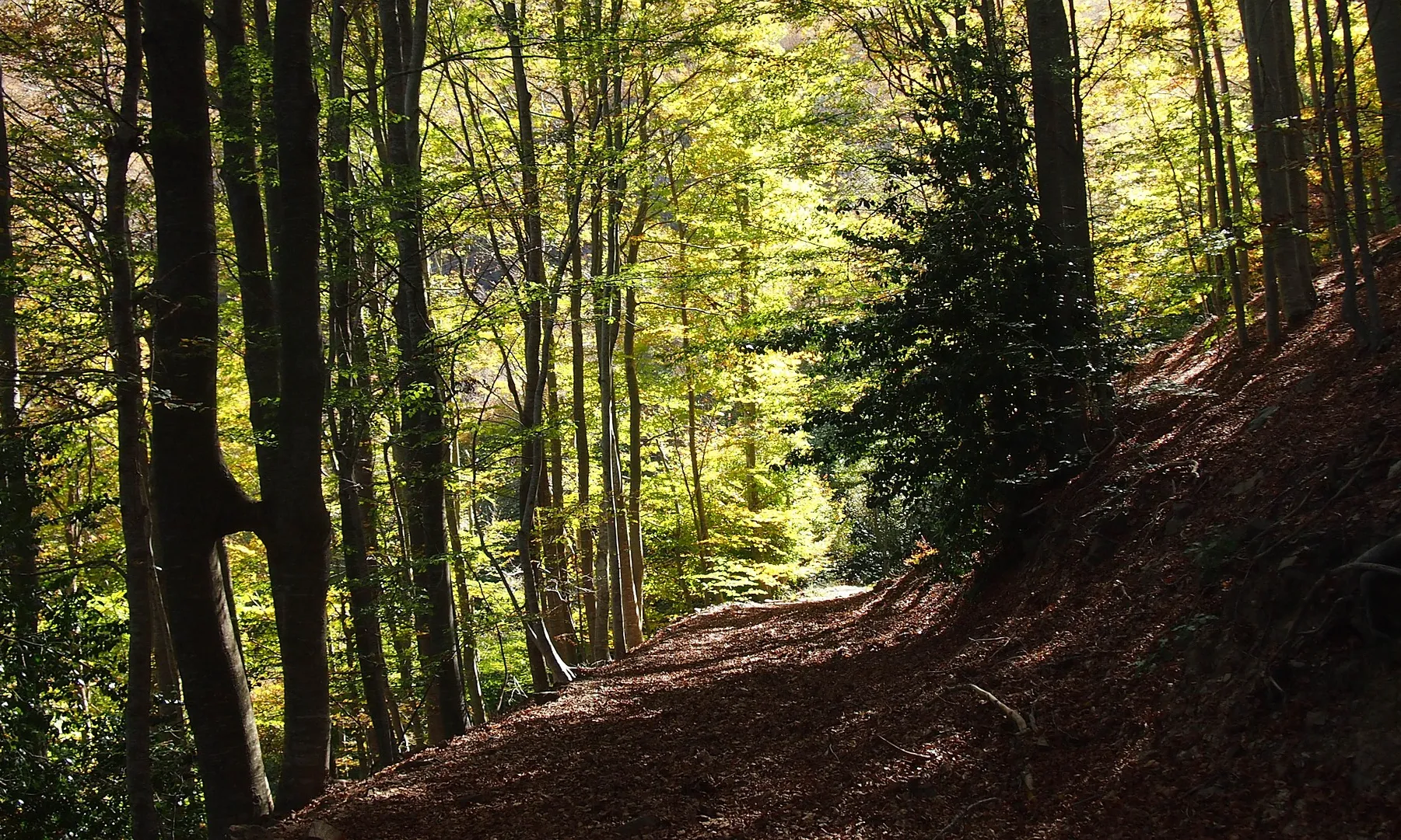 Depana participa en la ILP (Iniciativa Legislativa Popular) Montseny per protegir aquest espai natural dels perills que amenacen la seva supervivència.