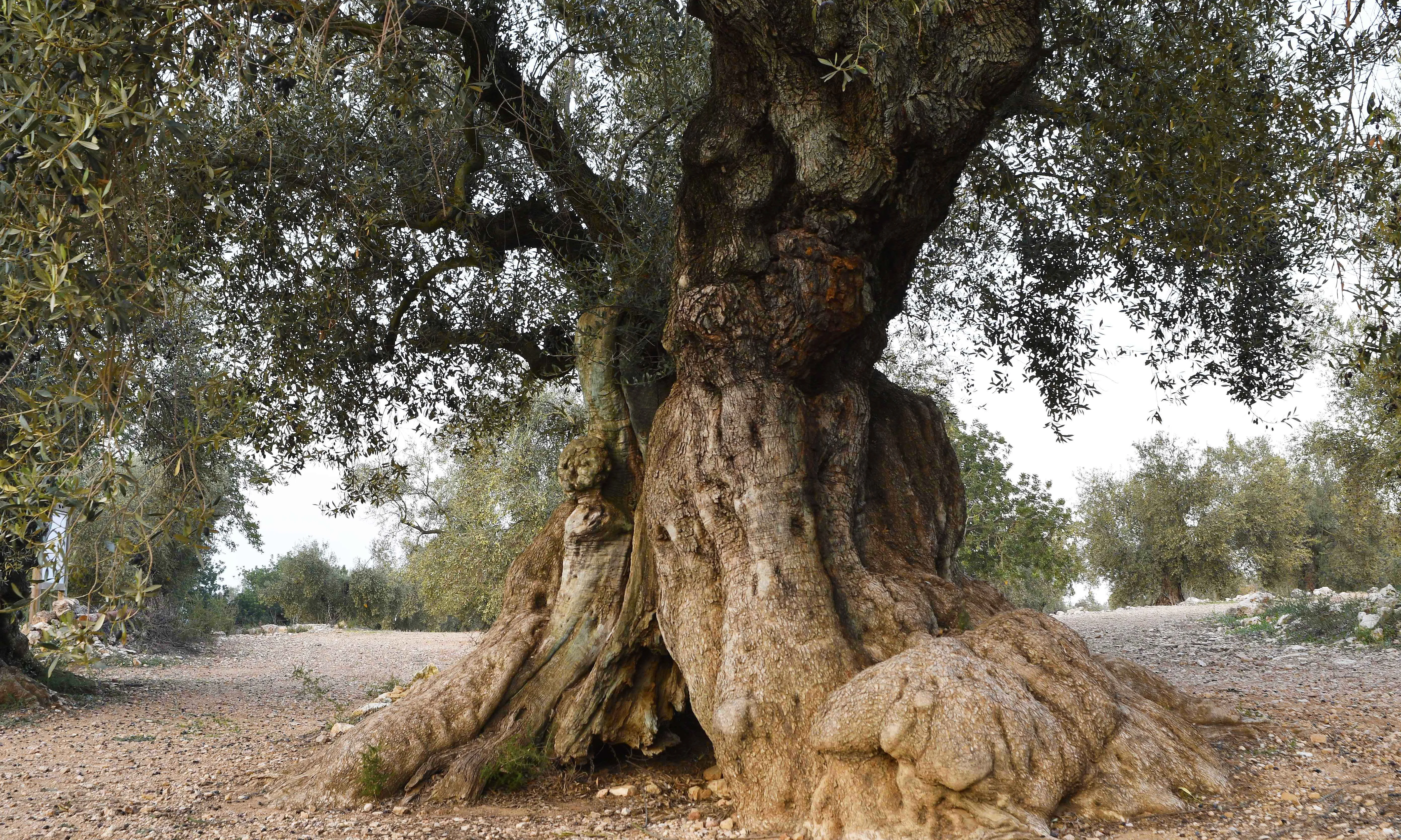Les oliveres monumentals són arbres únics que poden tenir centenars d’anys i, en alguns casos, fins i tot sobrepassar el miler.