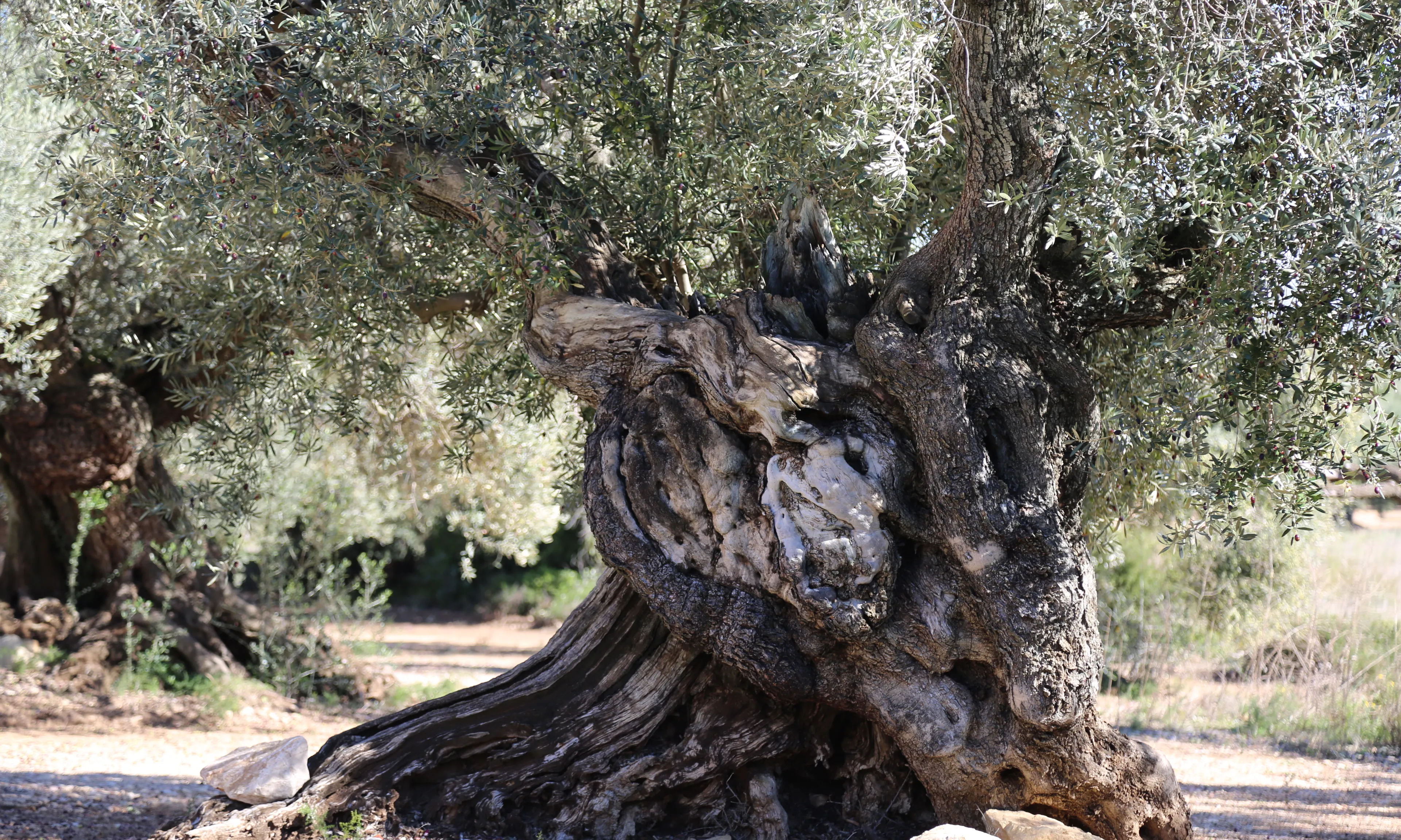 El GEPEC-EdC ha iniciat una campanya de captació de fons per protegir les oliveres monumentals.