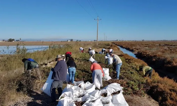 Eliminació de carpobrotus a la zona de la Llacuna del Garxal, al Parc Natural del Delta de l’Ebre.