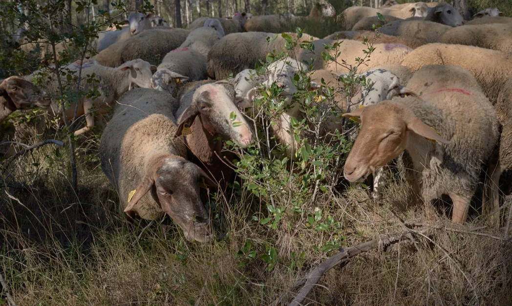 Ramats de foc aporta un valor afegit al producte que rep el consumidor.