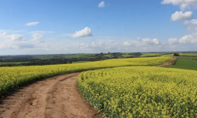 Camí que fa una corba amb camps florits de colza i un cel blau amb núvols