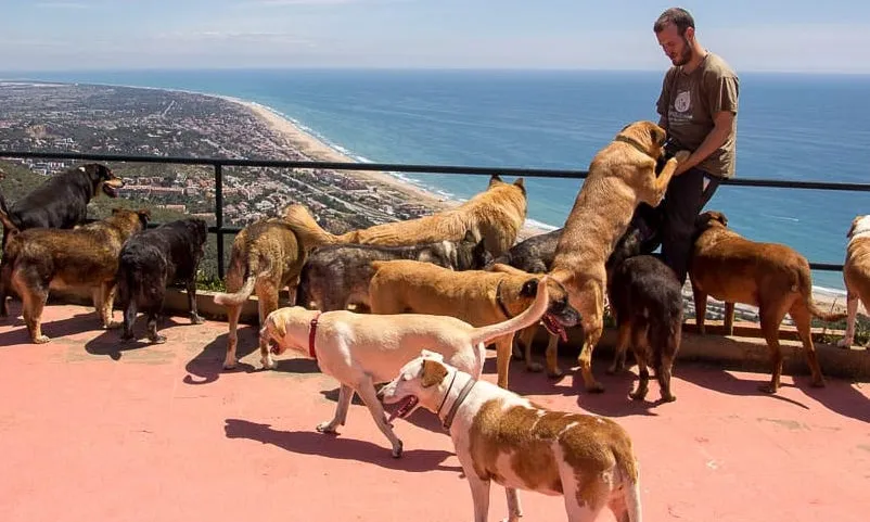 Canópolis aposta per les protectores d'animals sense gàbies i el lliure moviment dels animals, i per tenir-ne cura a través de teràpies naturals i alimentació no sintètica.