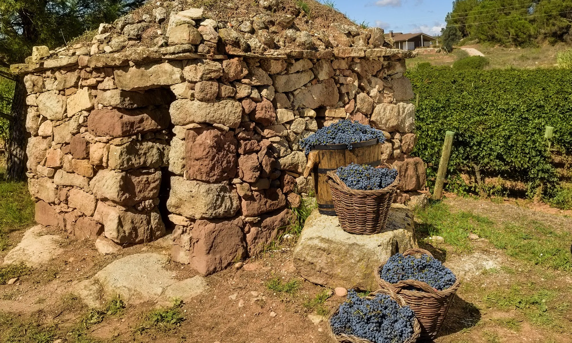 Barraca construïda amb la tècnica de la pedra seca a Sant Salvador Guardiola, al Bages.