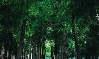 Parc amb arbres. Font: Pexels Tobias Bjørkli