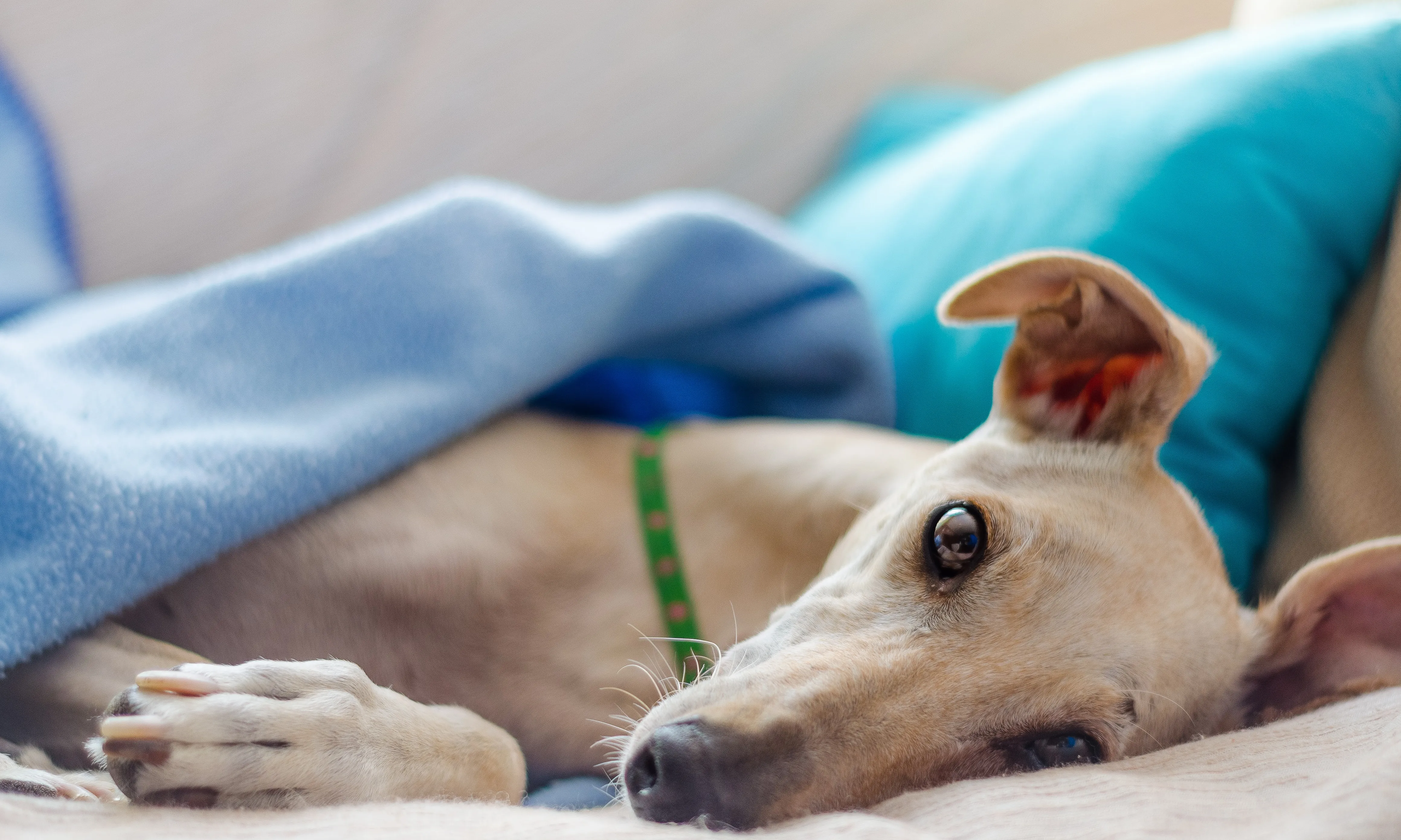 Les entitats de protecció animal lamenten que des de les impulsores de l'esmena no s'hagi aportat cap resposta al perquè de l'exclusió dels gossos de caça.