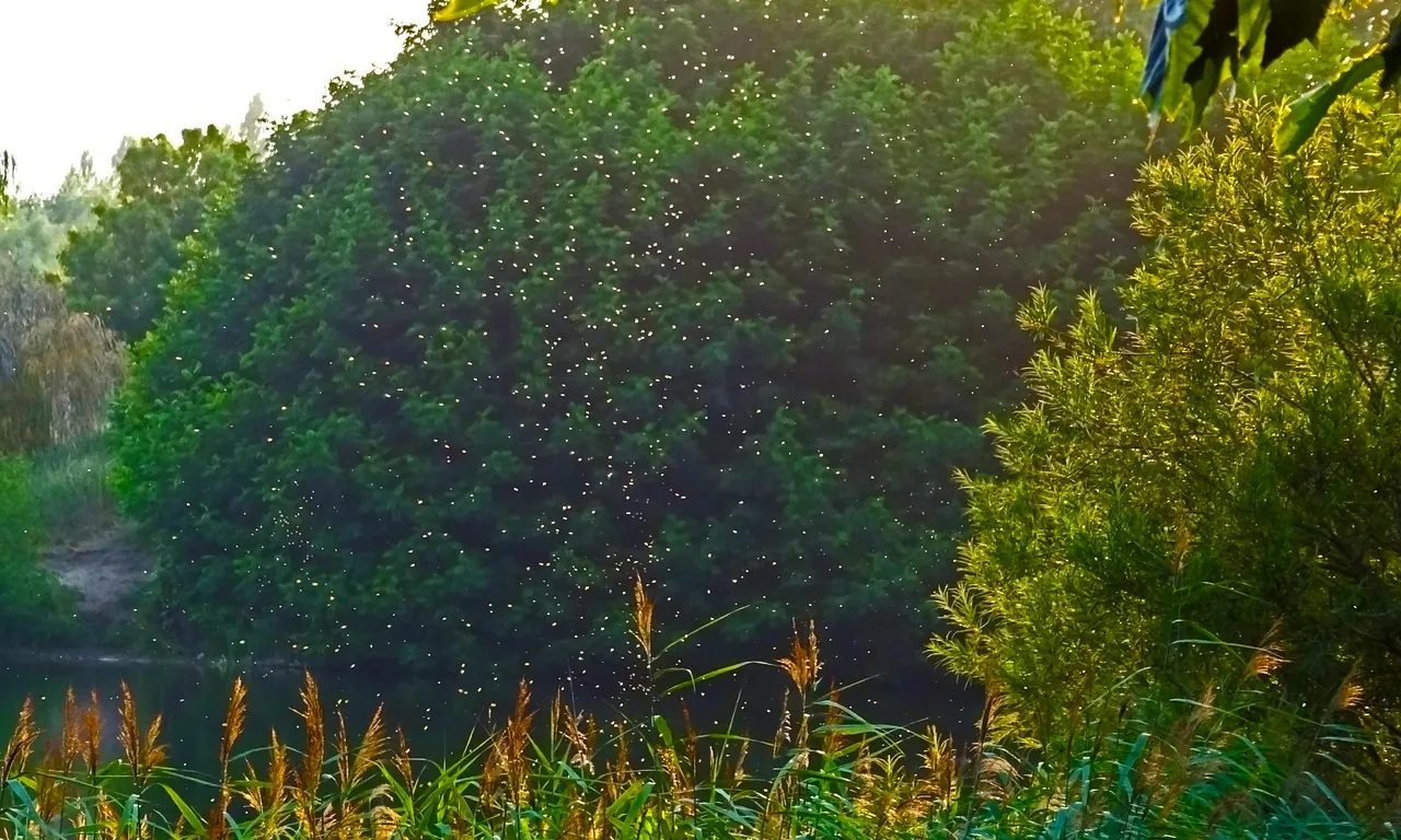 Bona part de les dades que recull l'aplicació són gràcies a la participació de la ciutadania, que notifica llocs de cria, picades i localitza mosquits.
