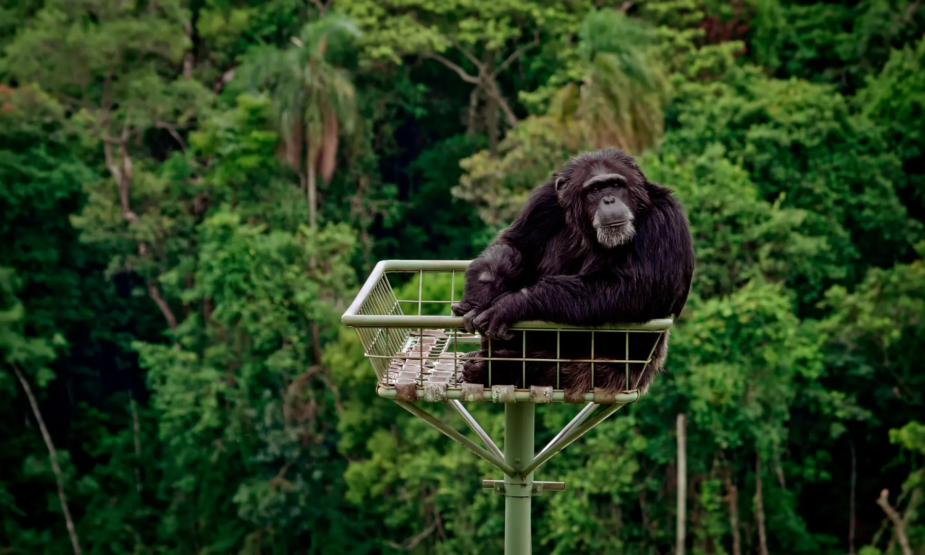 Els drets dels animals també són protagonistes de la tercera edició, en pel·lícules com 'Persona [no] humana' i 'Llibertat'.