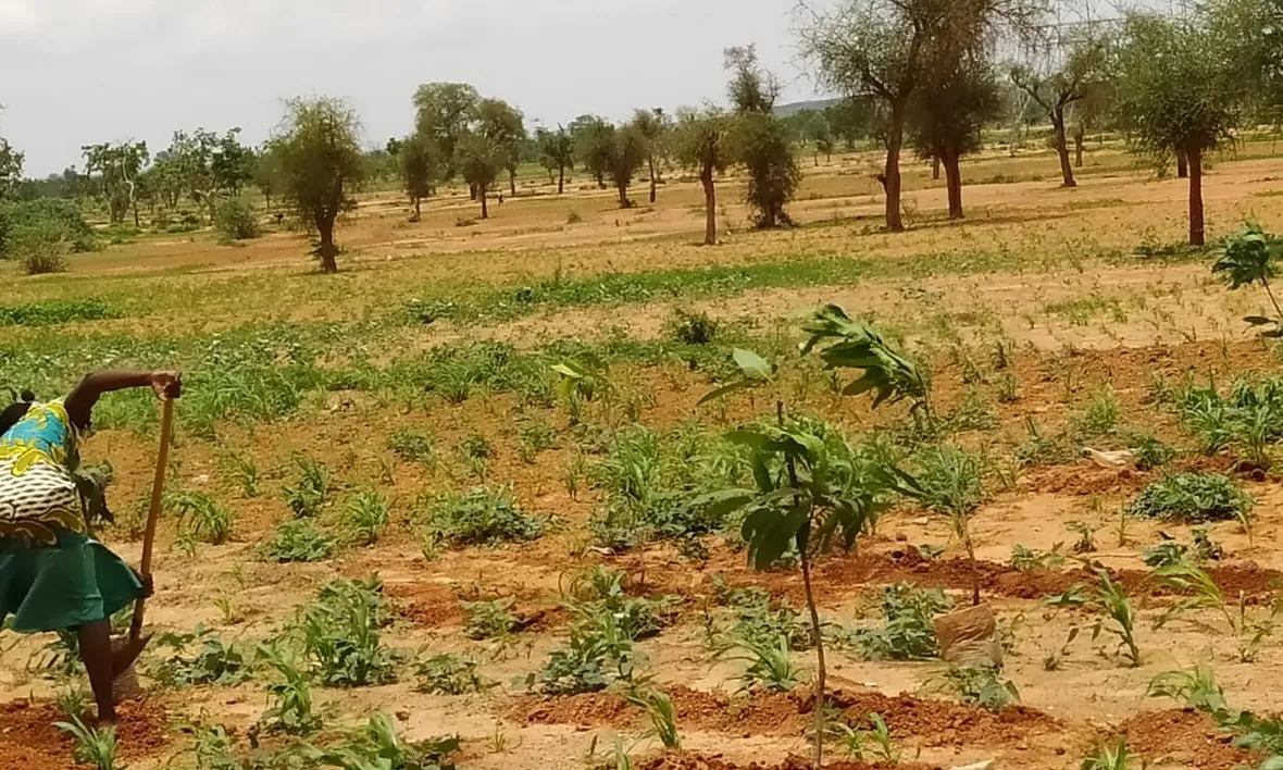 Kaya és una zona molt seca, tocant al Sahel, amb molta escassetat d’aigua.
