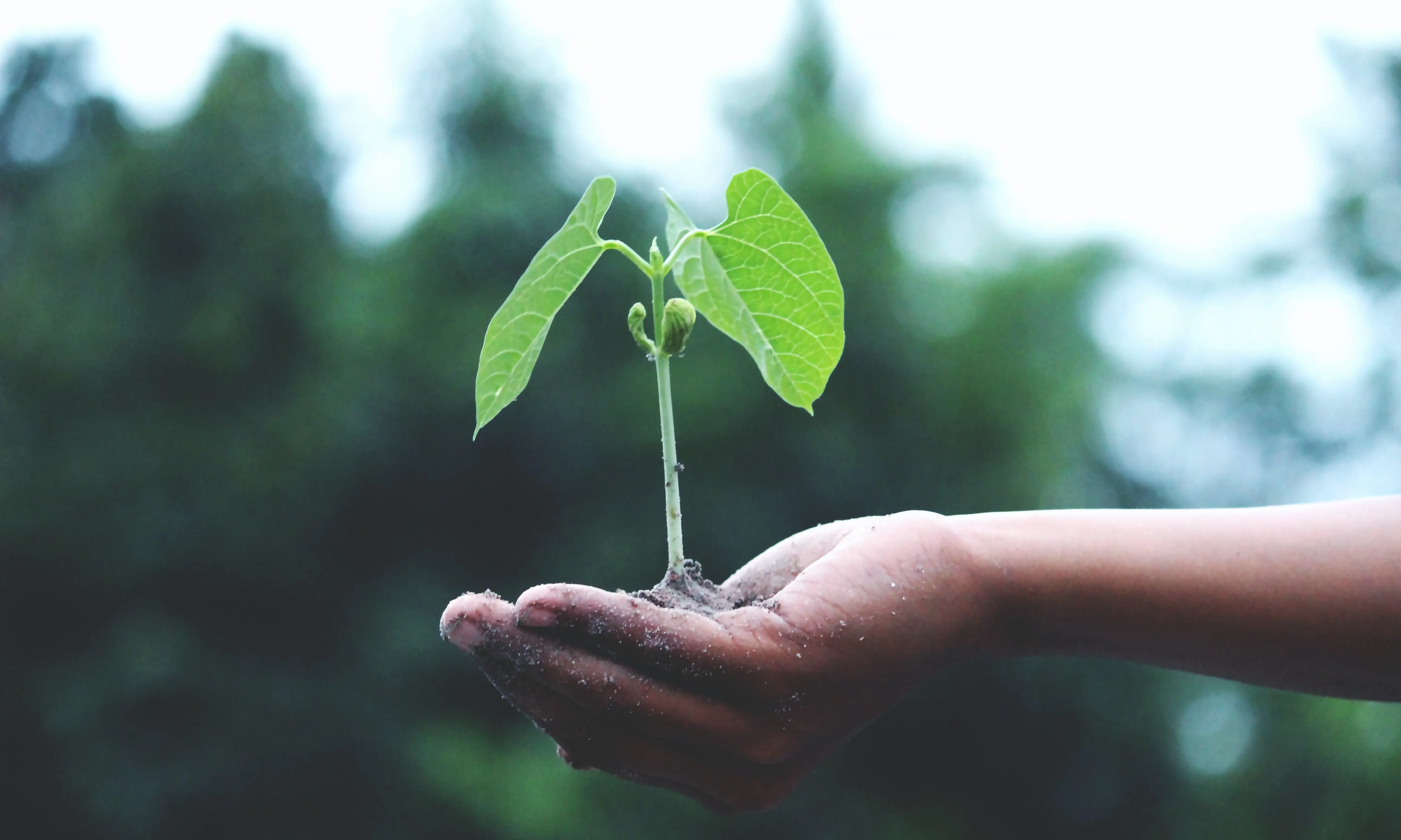 Mà amb planta que hi creix. Font: Pexels - Akil Mazumder Mà amb planta que hi creix. Font: Pexels - Akil Mazumder
