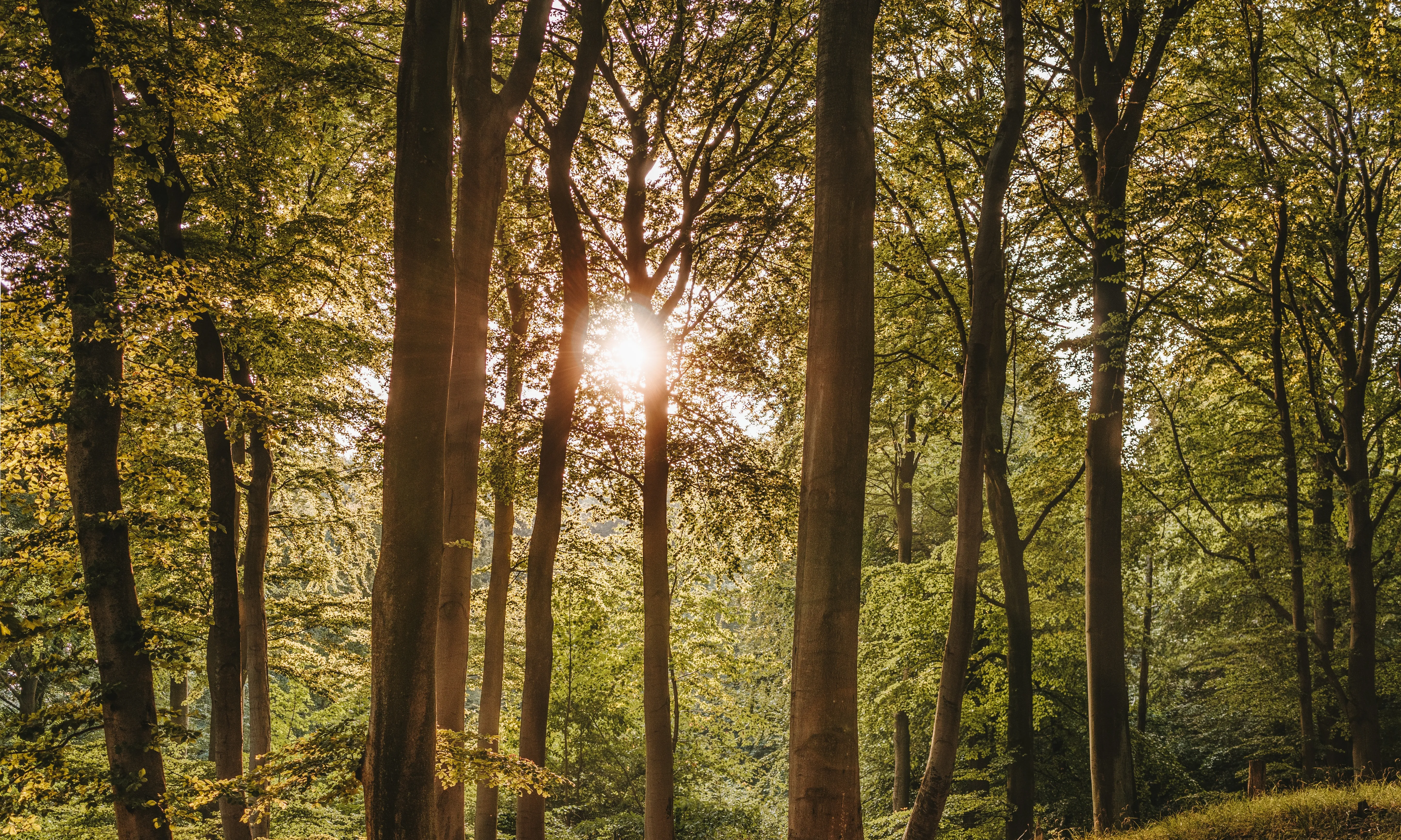 Bosc d'arbres de fulles caduques. Font: Pexels - Felix Mittermeier