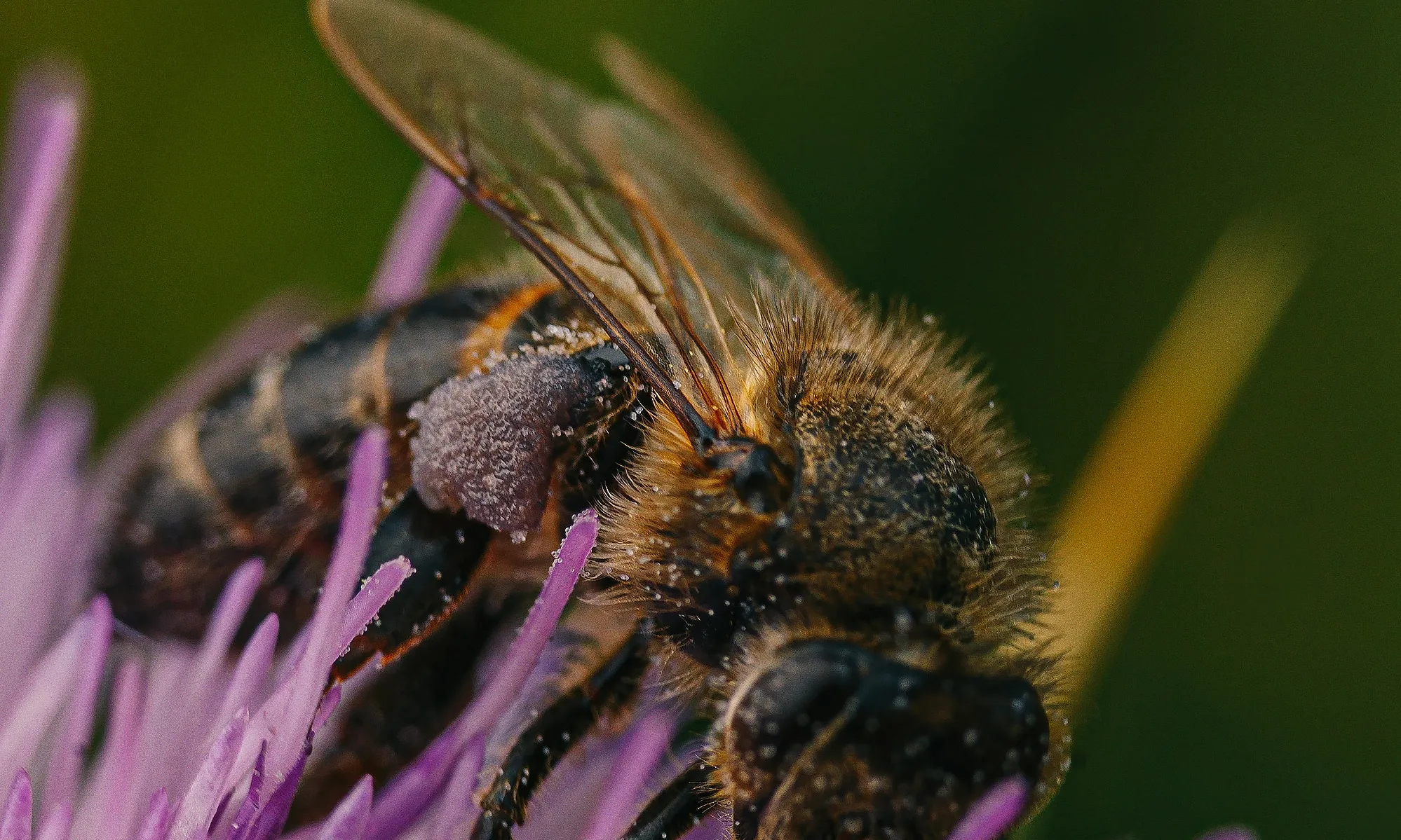 Abella en una flor. Font: Pexels - Raj Steven