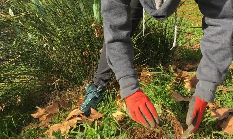 La propera reforestació es farà a Bellver de Cerdanya, gràcies a les donacions de la pizzeria 'Pizza Stick'.