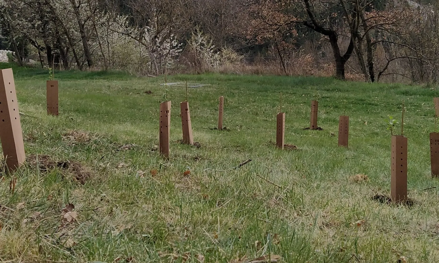 Amb la iniciativa 'Sello Compensa', busquen espais per poder plantar els arbres per compensar el consum energètic dels webs.