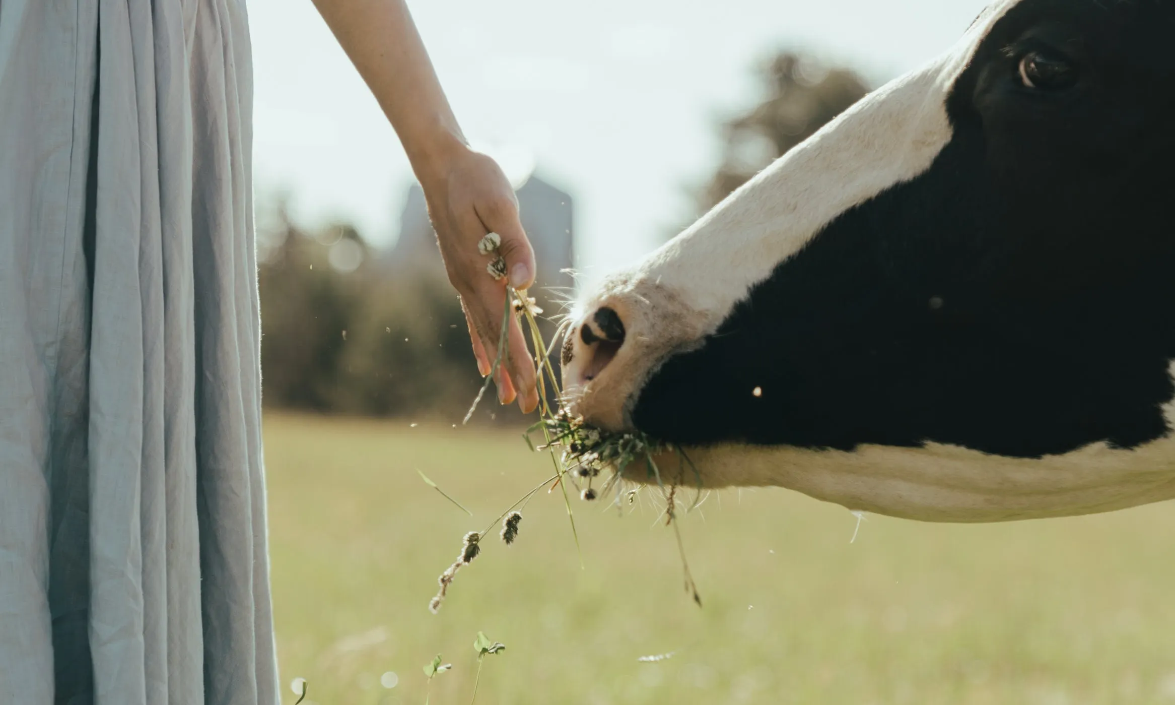 Noia donant de menjar a una vaca. Font: Pexels - cottonbro studio
