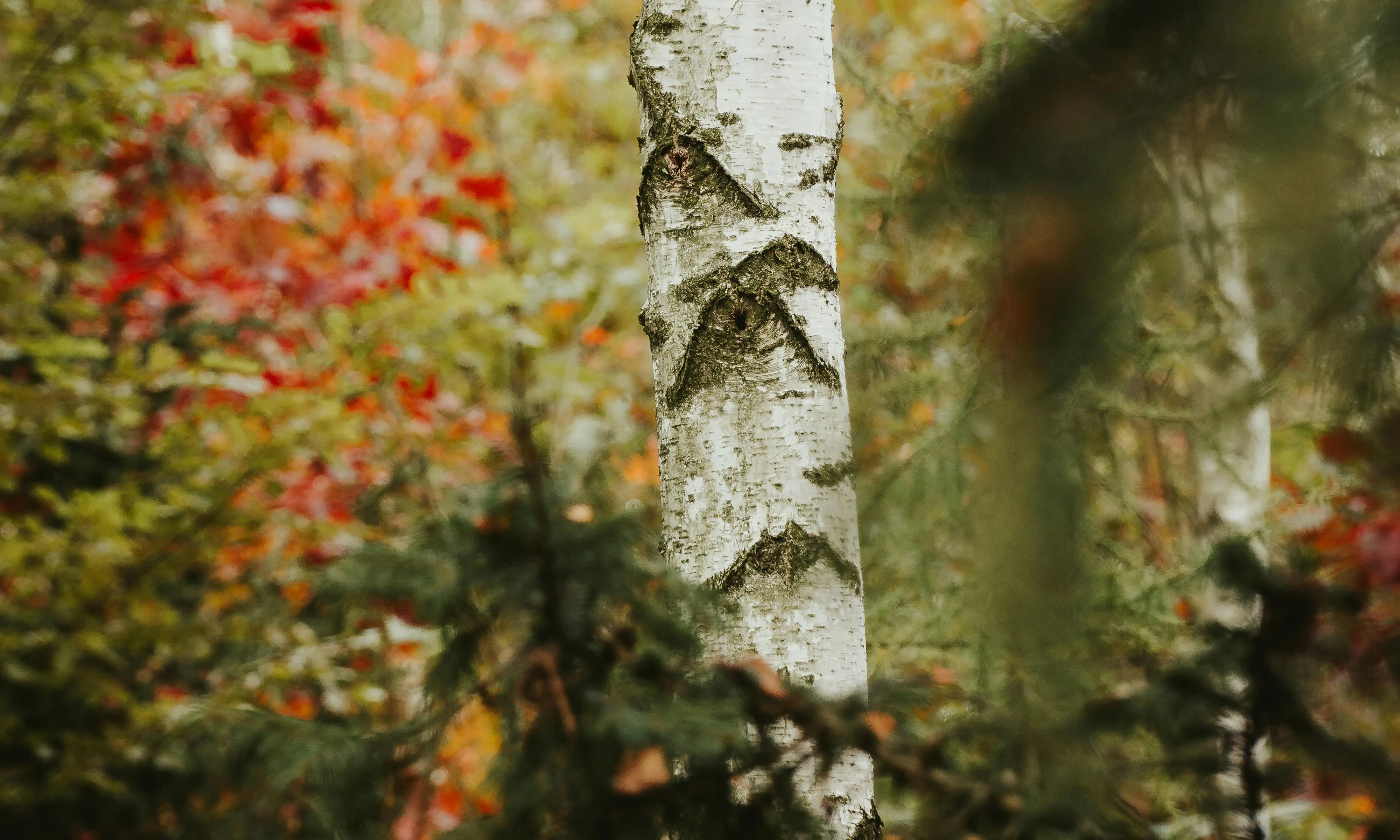 Imatge d'un bosc i el tronc d'un arbre. Font: Pexels - JacobS JS