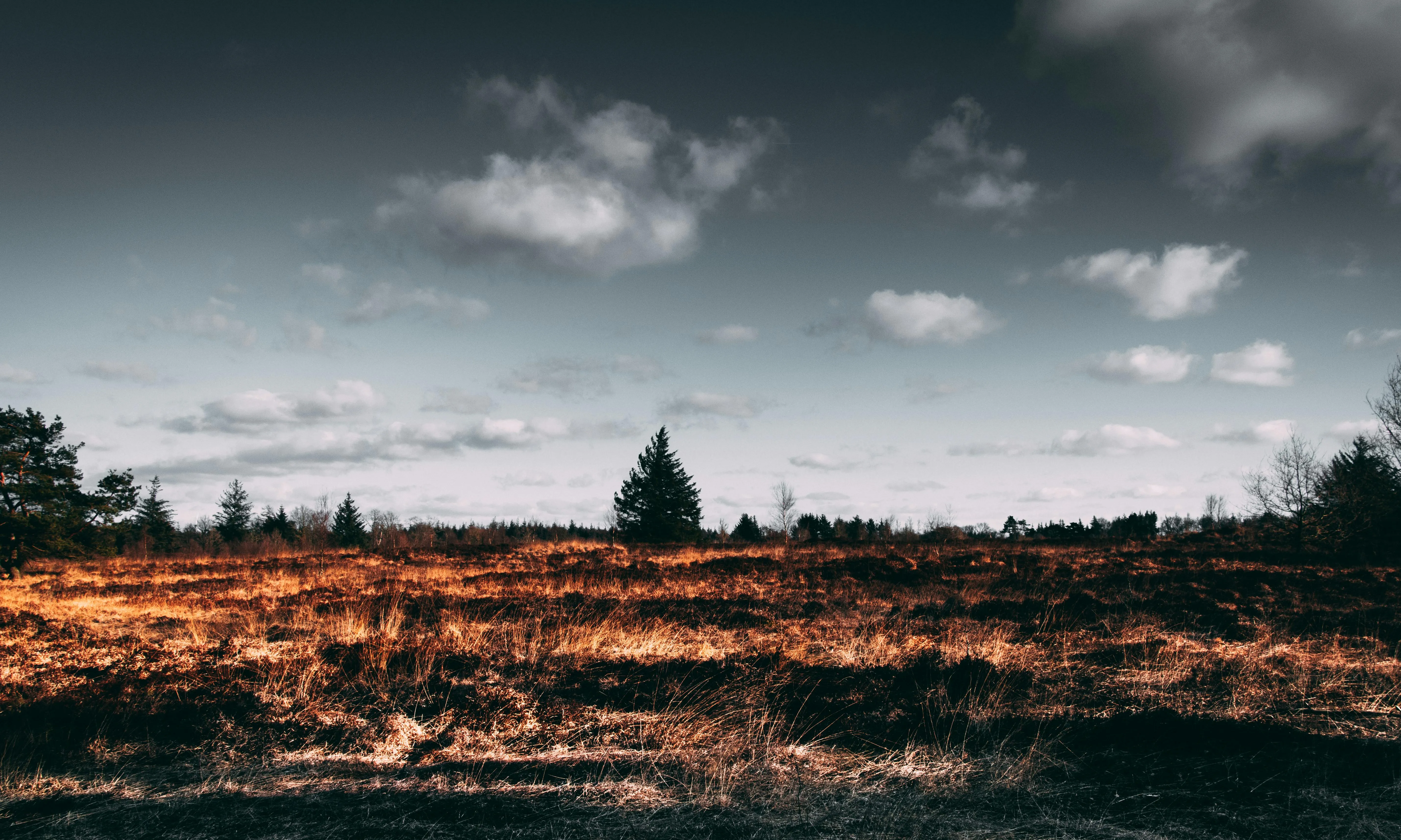 Bosc cremat. Font: Pexels - Matthis Volquardsen