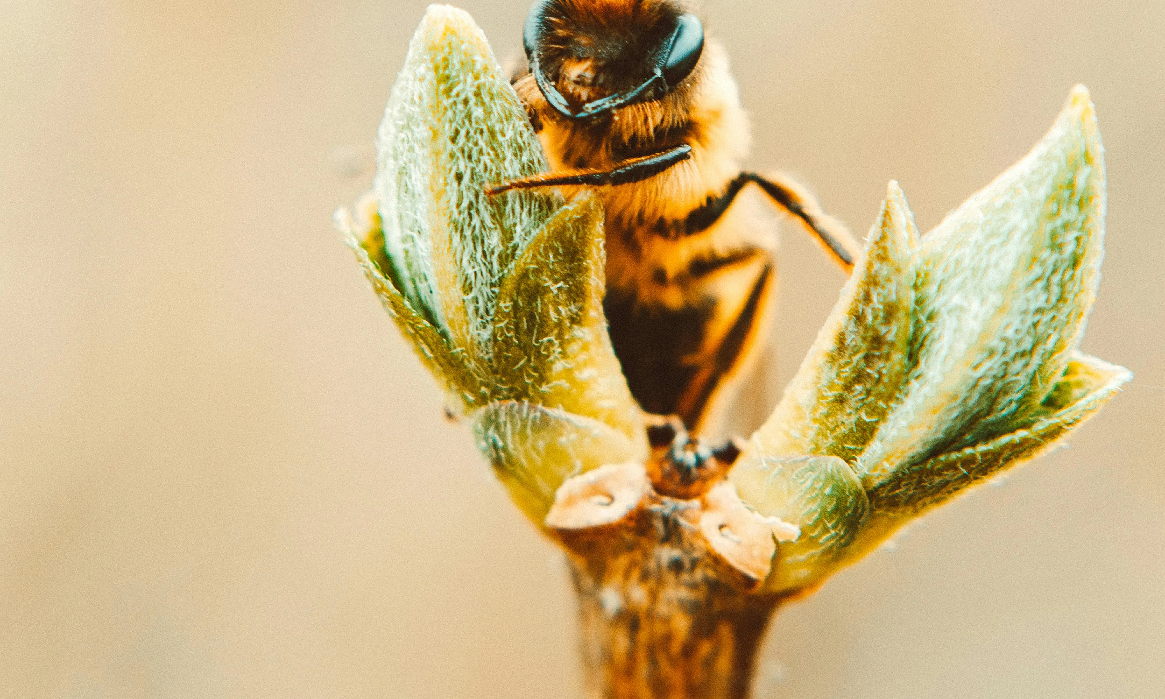 Abella polinitzant una planta. Font: Pexels - Lisa Fotios