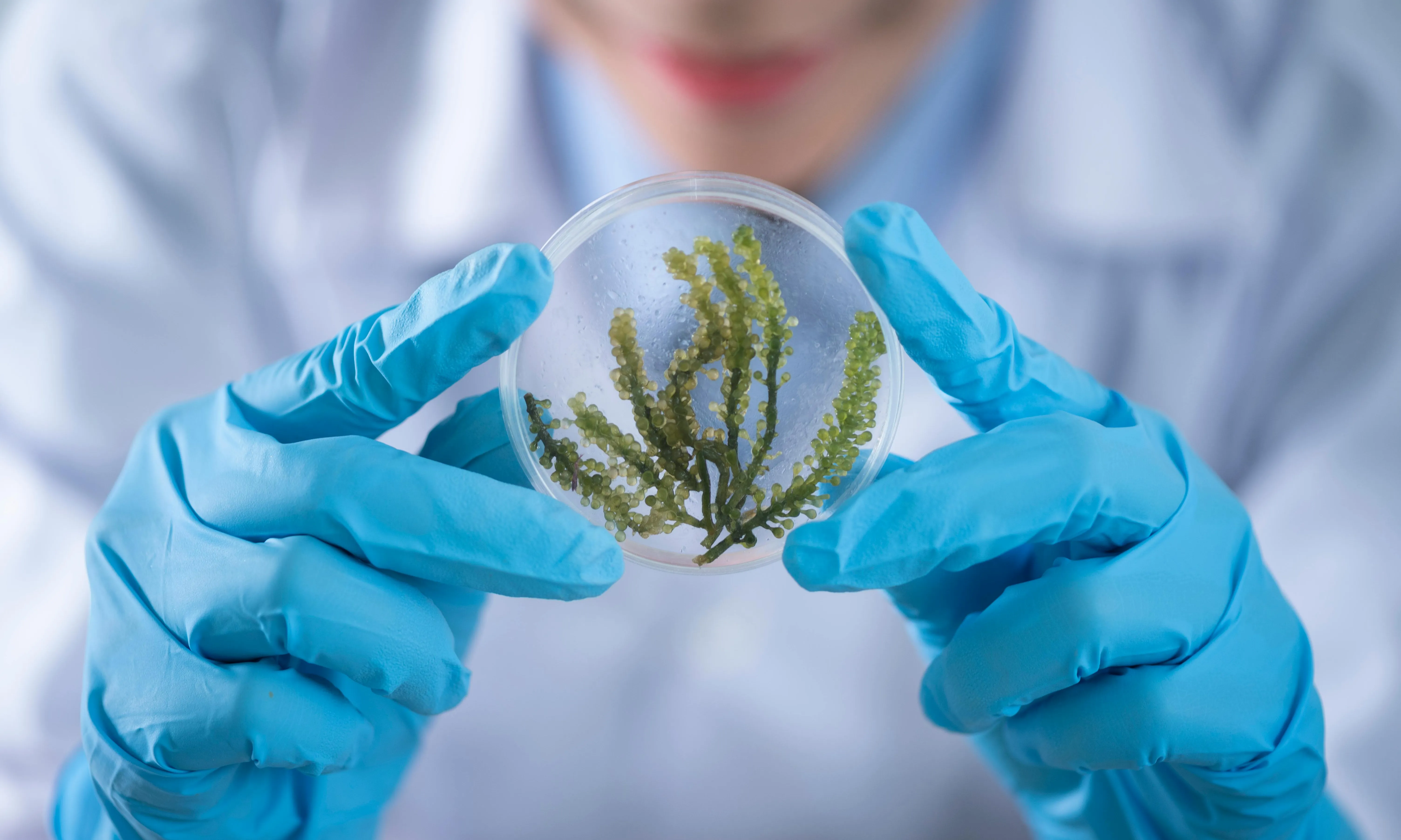 Persona manipulant una mostra de microscopi. Font: Pexels - Chokniti Khongchum