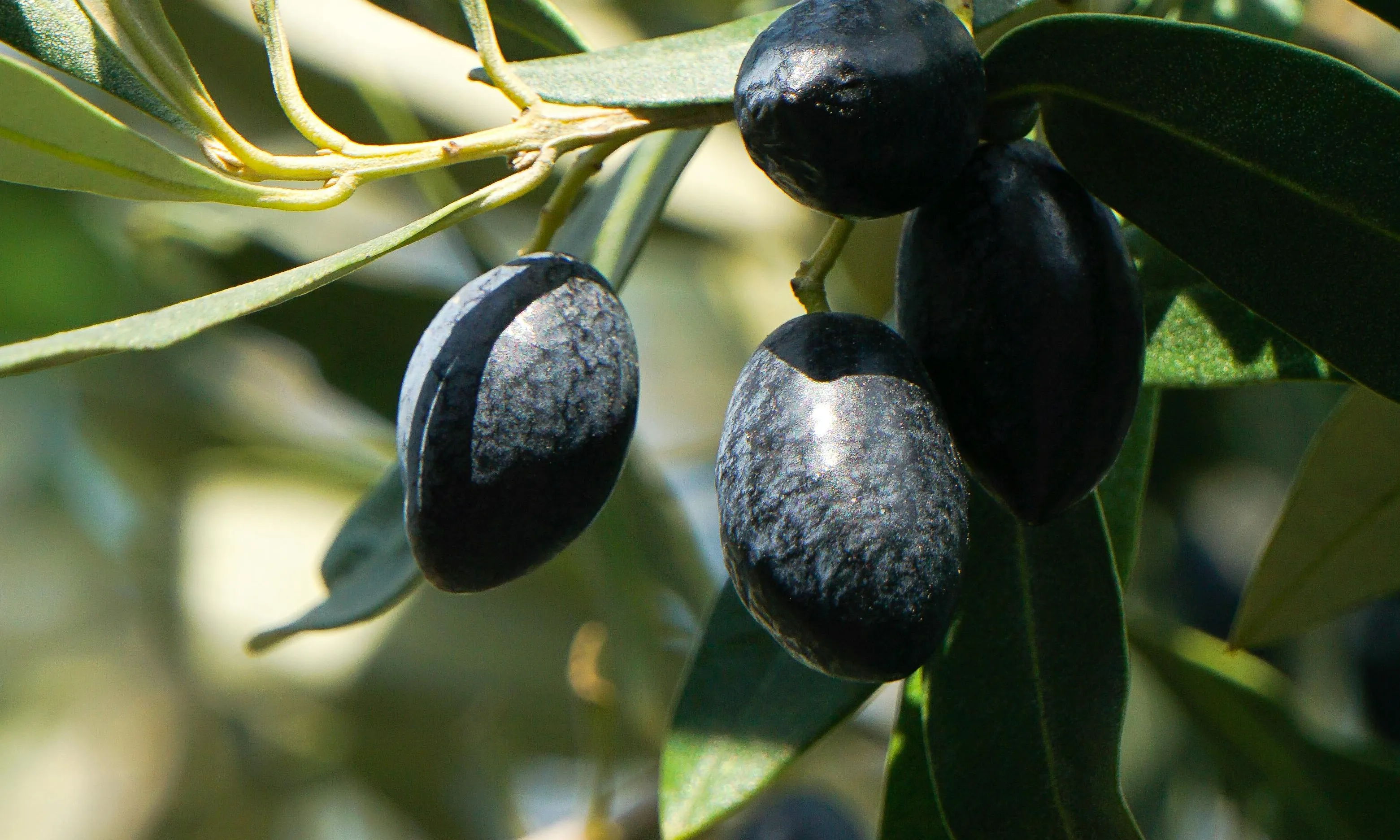 Imatge d'unes olives a l'olivera. Font: Pexels - Ala J Graczyk
