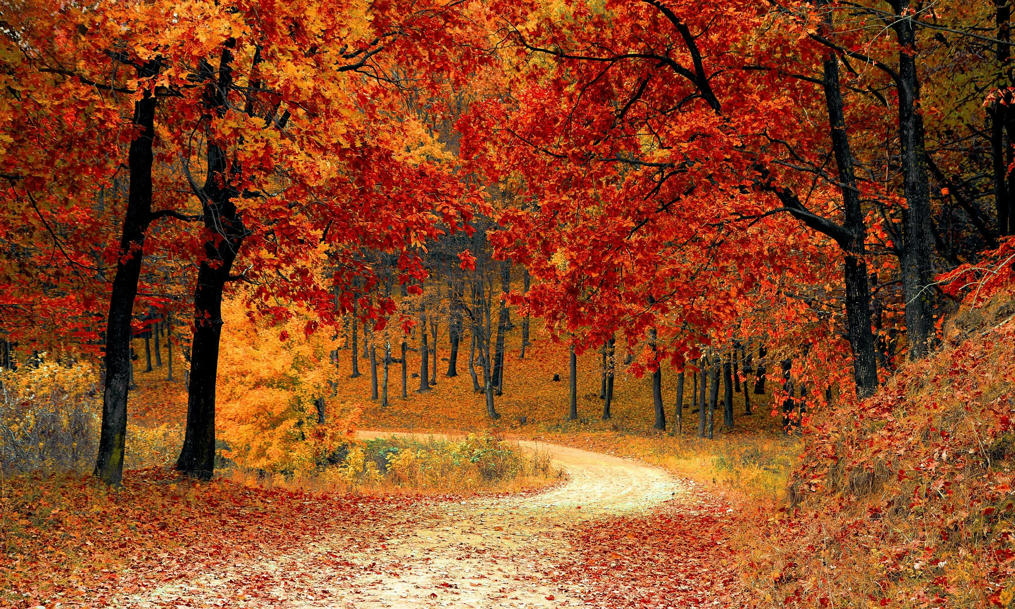 Bosc a la tardor. Font: Pixabay
