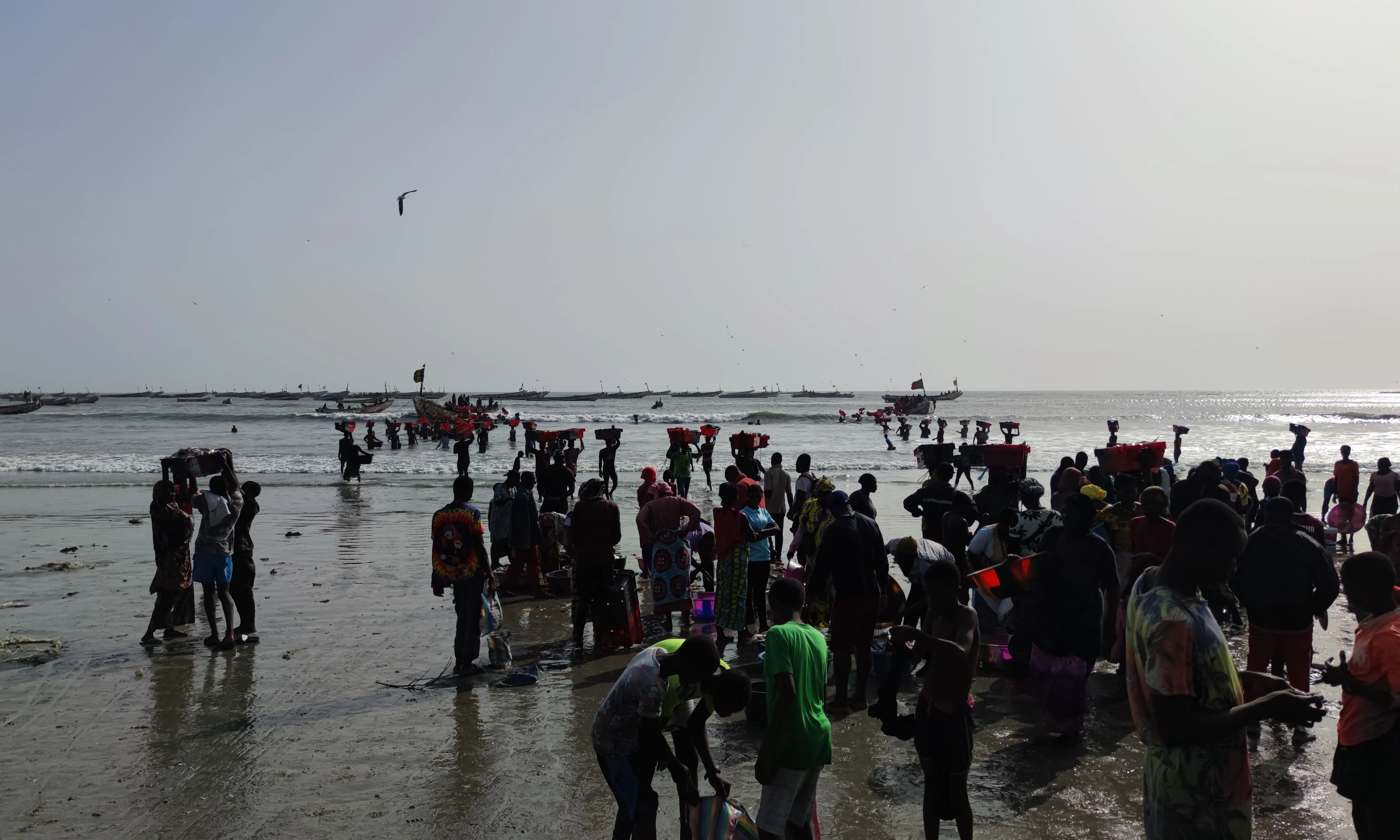 El peix s’ha encarit moltíssim i les pròpies persones de Gàmbia no hi poden accedir.